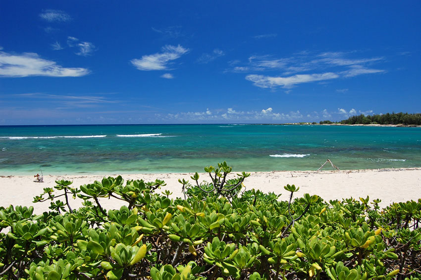 Beachfront Naupaka