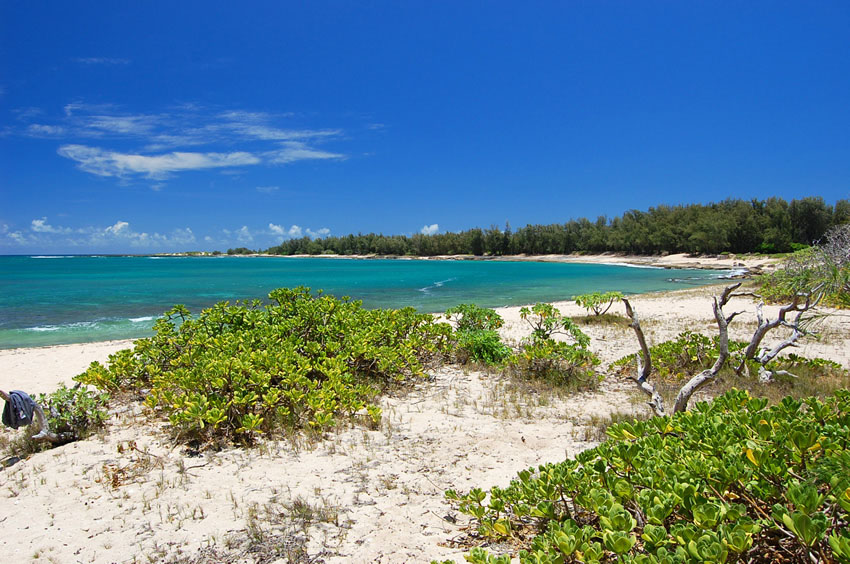 Beachfront Naupaka 2