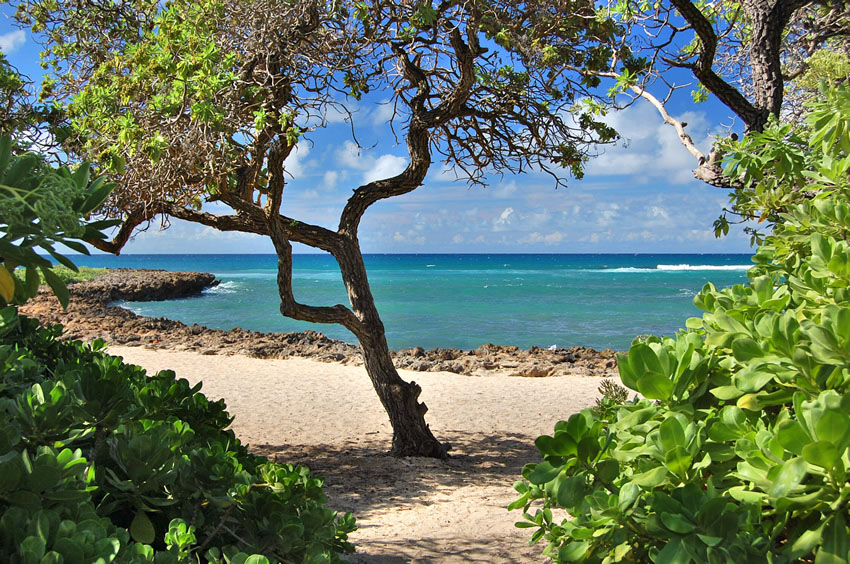 Beachfront Tree