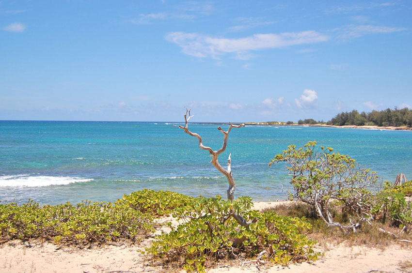 Beachfront Vegitation