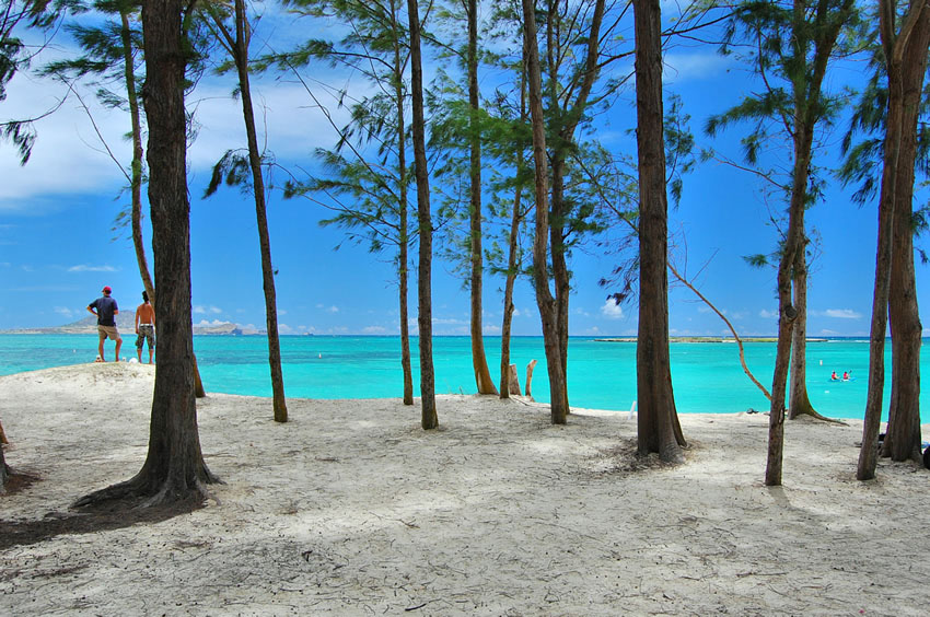 Beachfront Forest