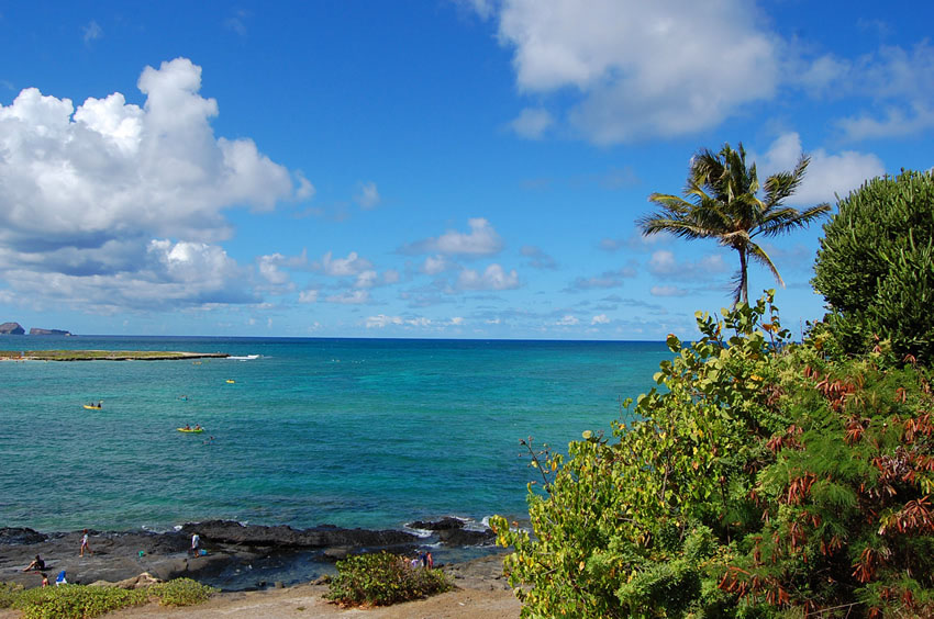 Lush Vegetation