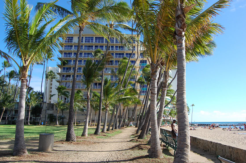 Palm Trees at Kaimana Beach
