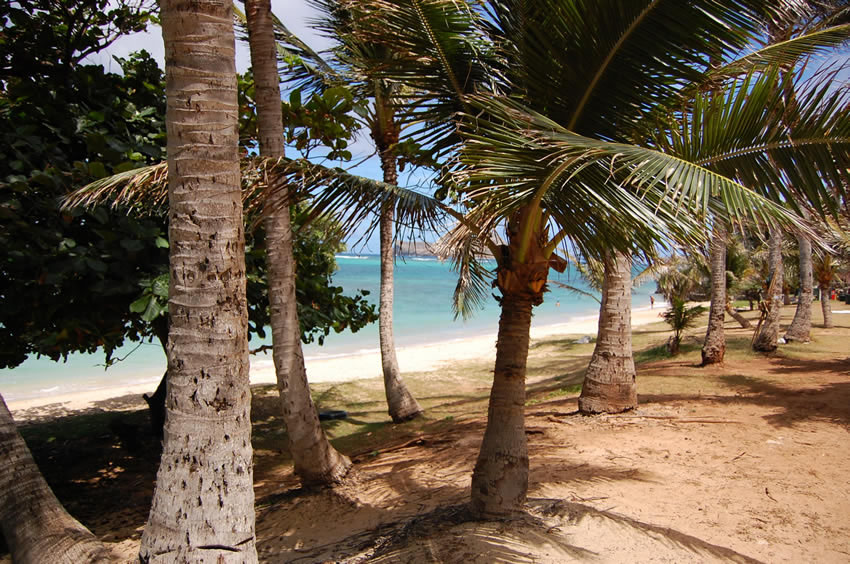 Beachfront Palmtrees