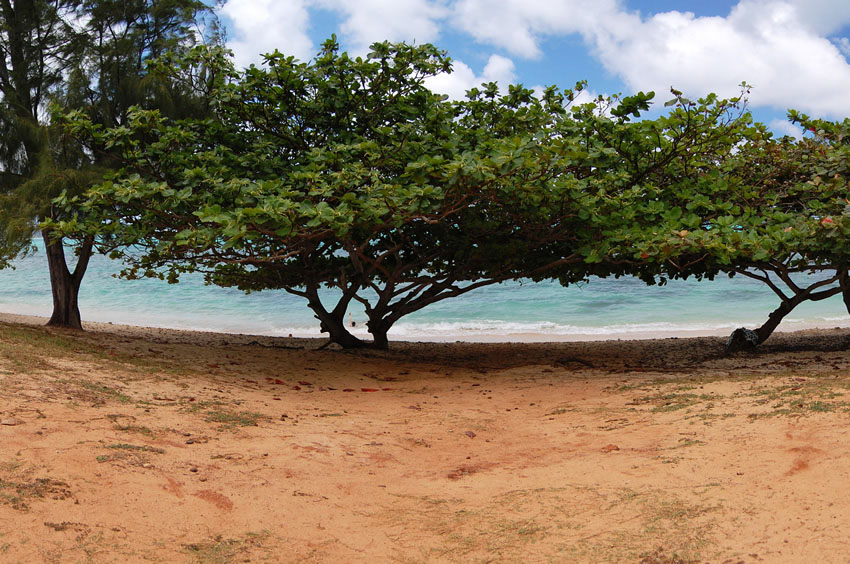 Good Shady Area