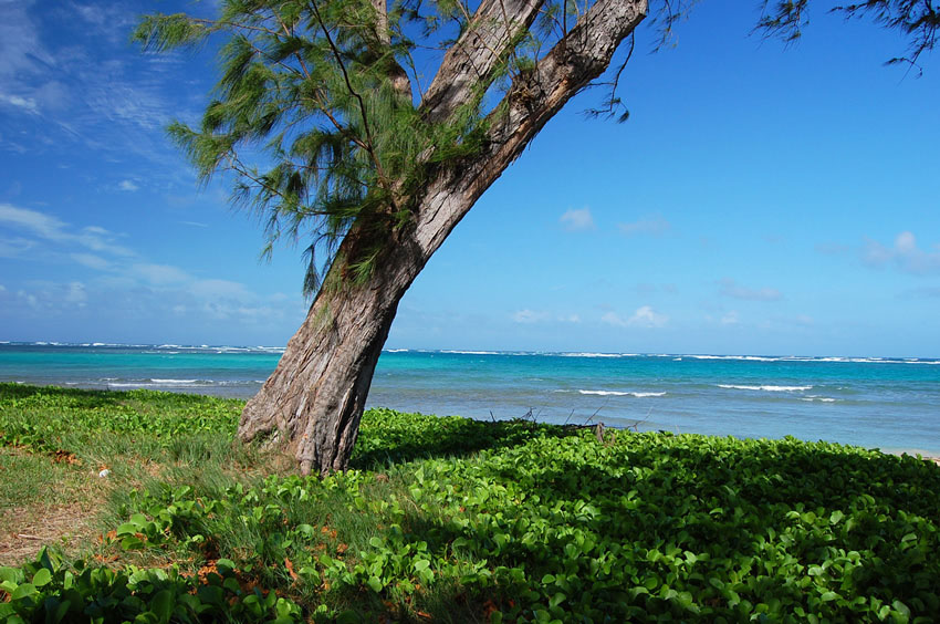 Beachfront Naupaka Greenery