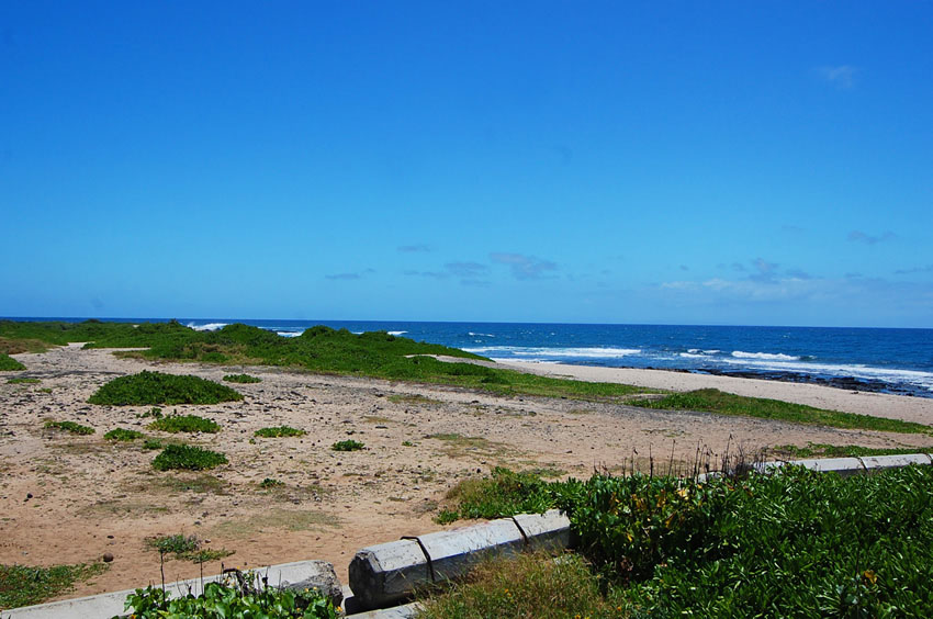 Beach Naupaka