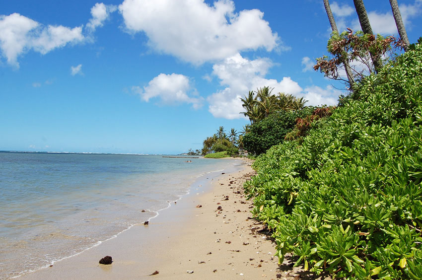 Lush Vegetation