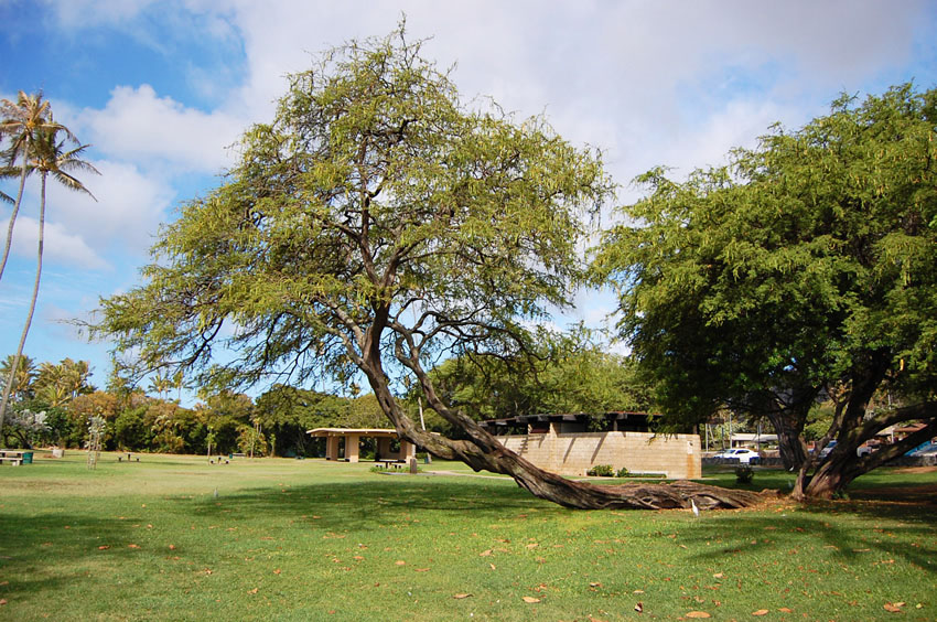 Trees Provide Shade