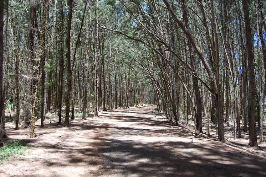 Trail to Kawela Bay 1