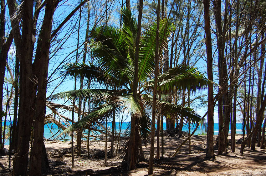 Tropical Vegetation 1