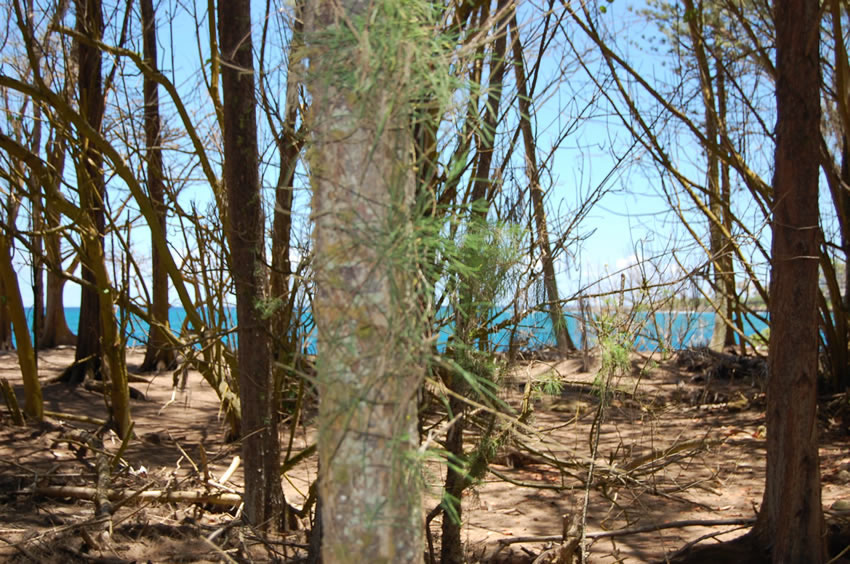 Tropical Vegetation 2