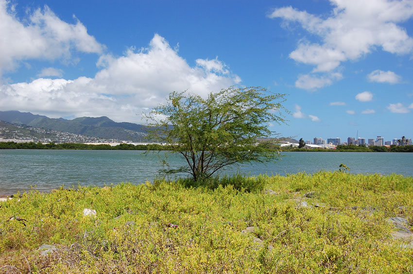 A Tree Overlooking the City of Honolulu