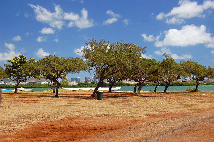 Trees Fronting the Lagoon