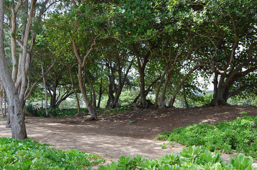 Naupaka Greenery