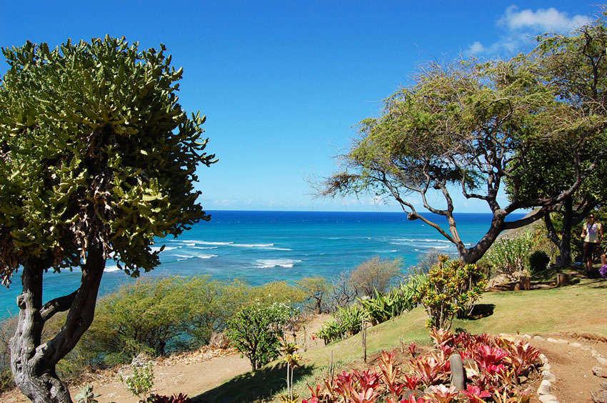 Tropical Vegetation