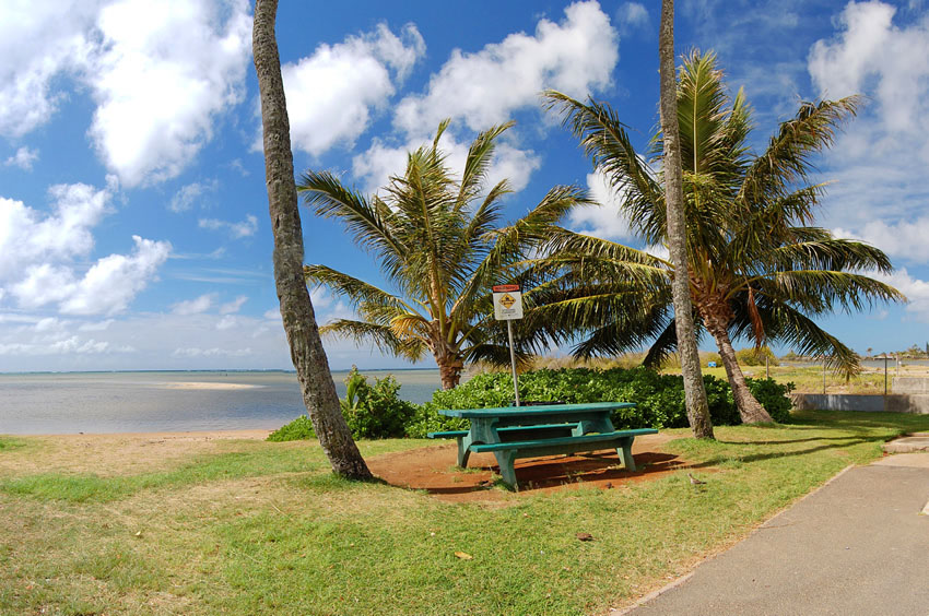 Picnic Area Near Palmtrees