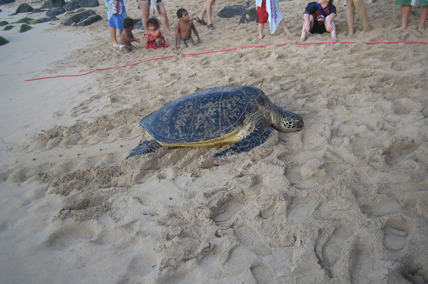 Having a Nap on the Beach