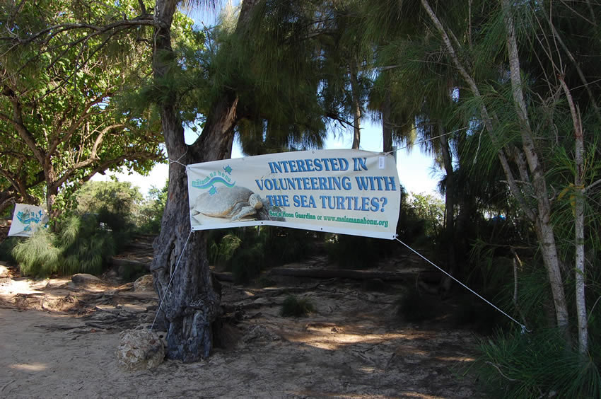 Volunteering with the Sea Turtle