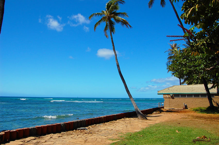 Lonely Palmtree