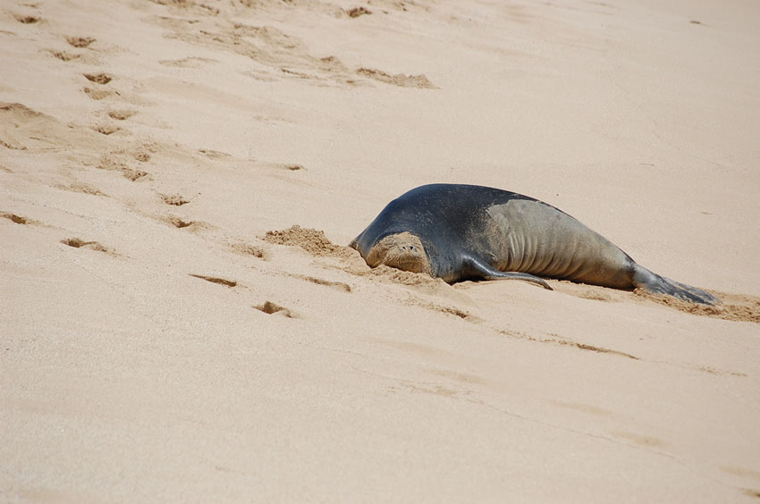 Monkie Likes the Sand
