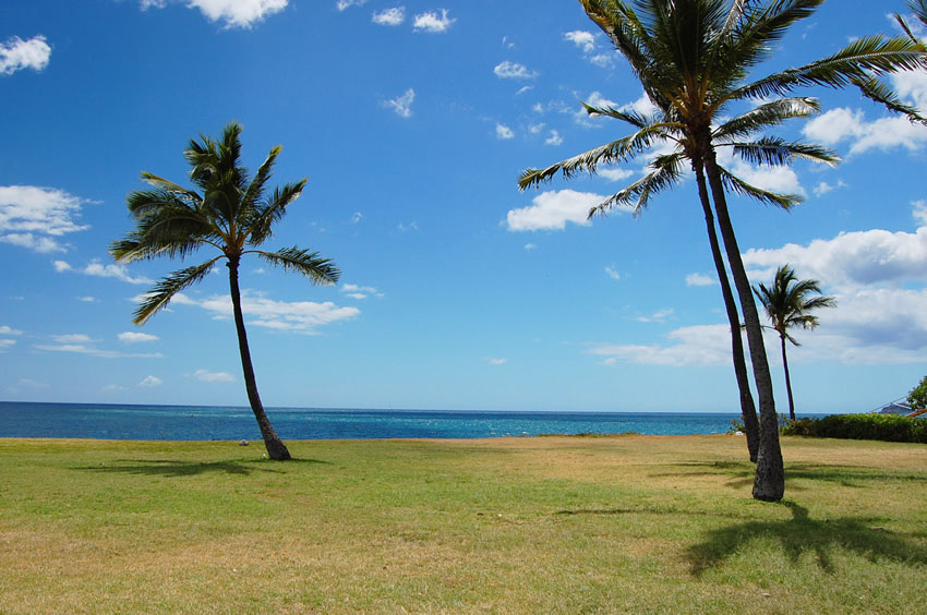 Palm Tree Shade