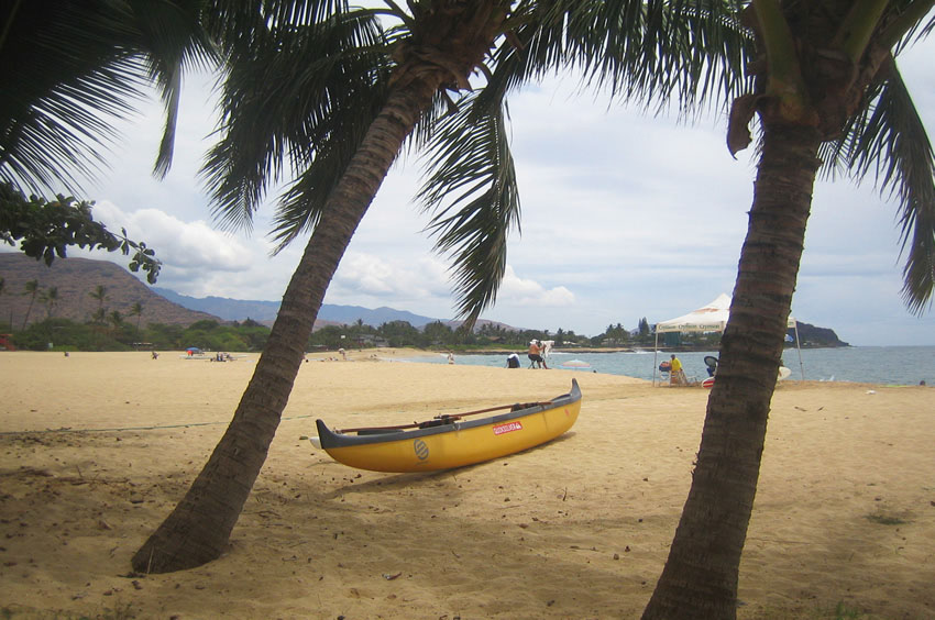 Shade Under the Palm Trees