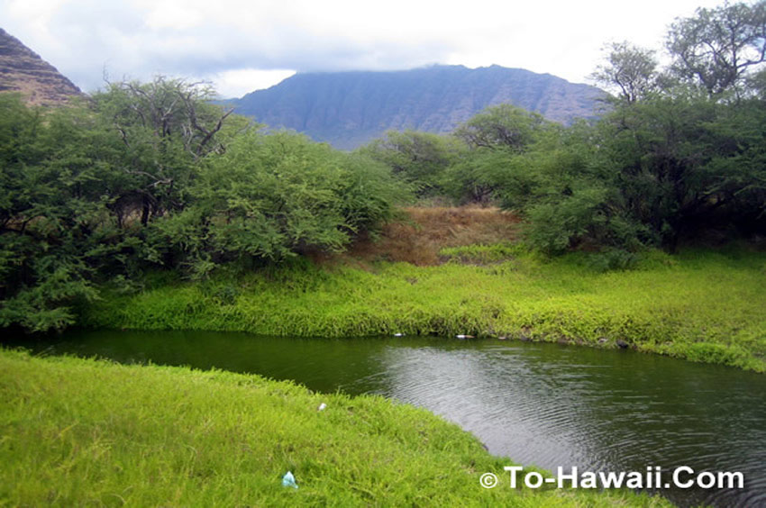 Tropical Vegetation