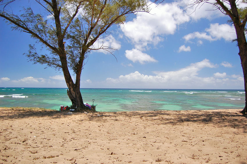 Beachfront Trees 2
