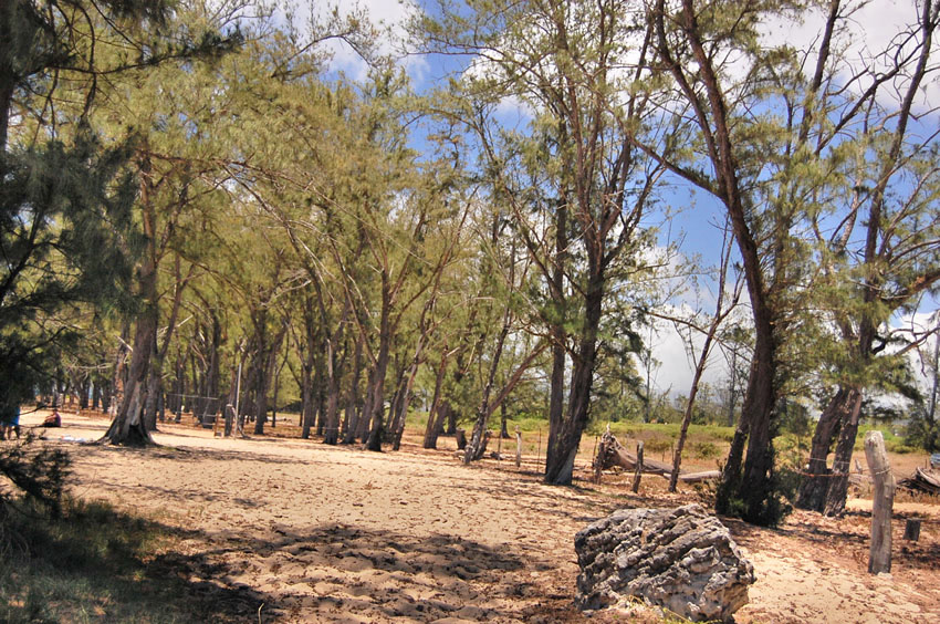 Many Trees on the Beach