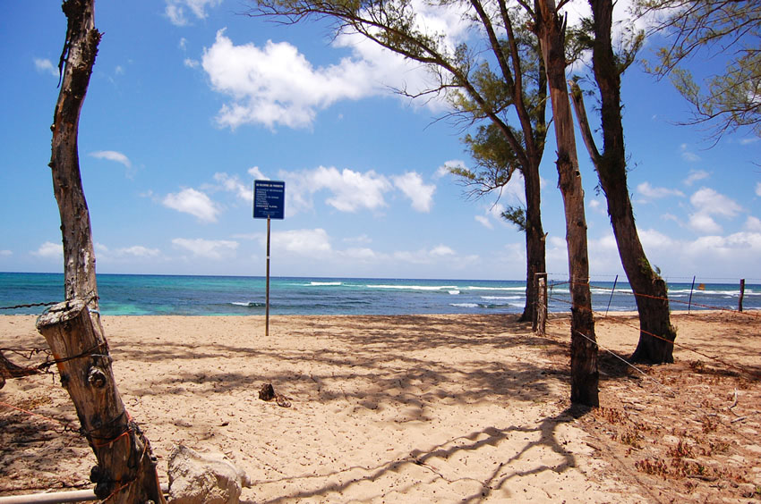 View to the Beach from the End of the Trail