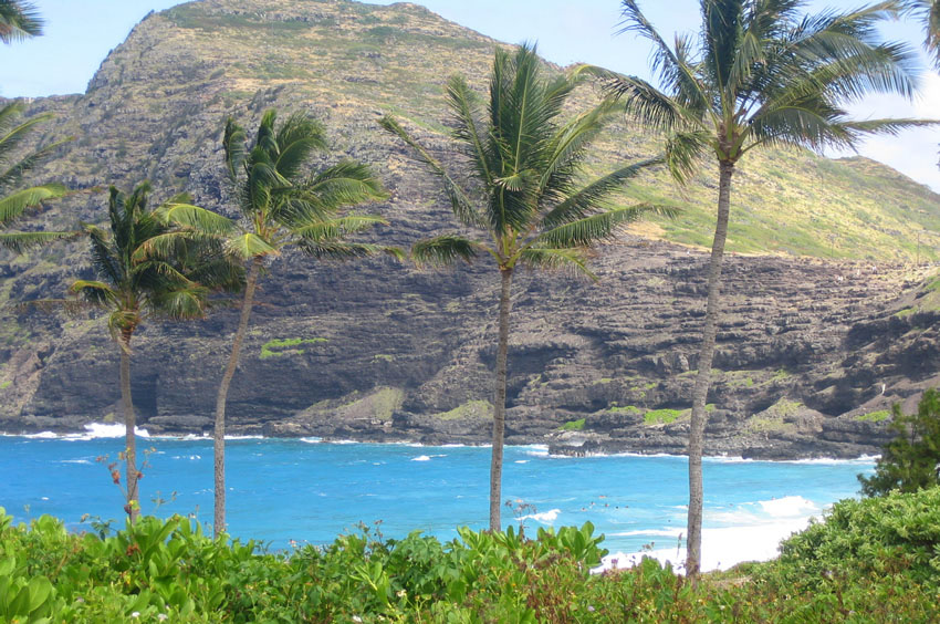 Beachfront Palmtrees
