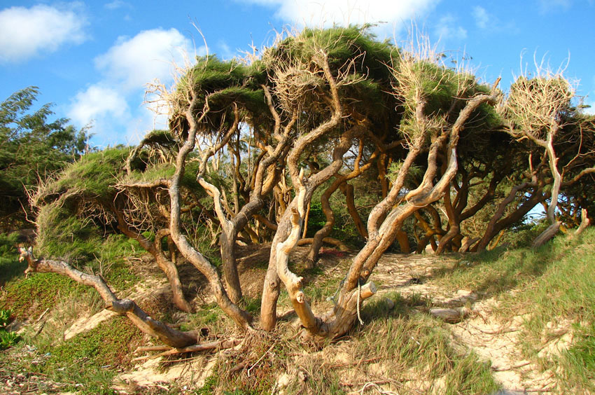 Beach Tree