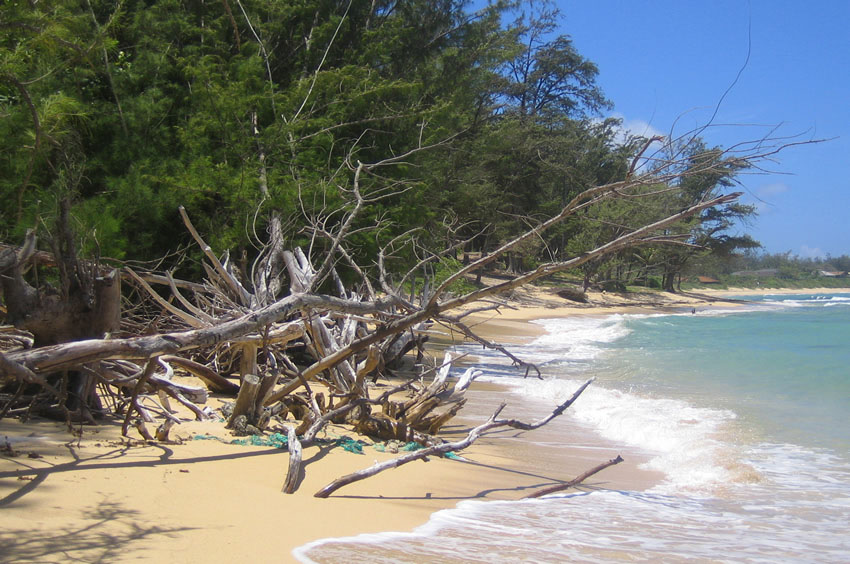 Beachfront Tree