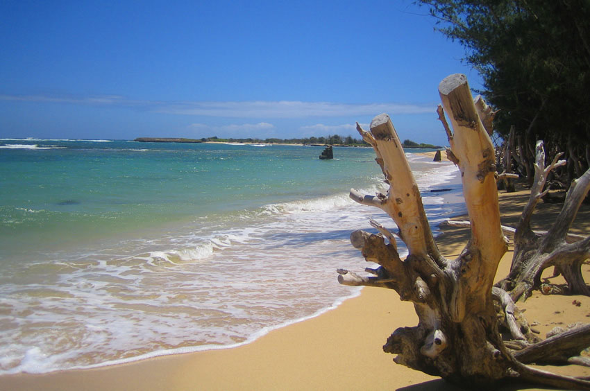 Goat Island View