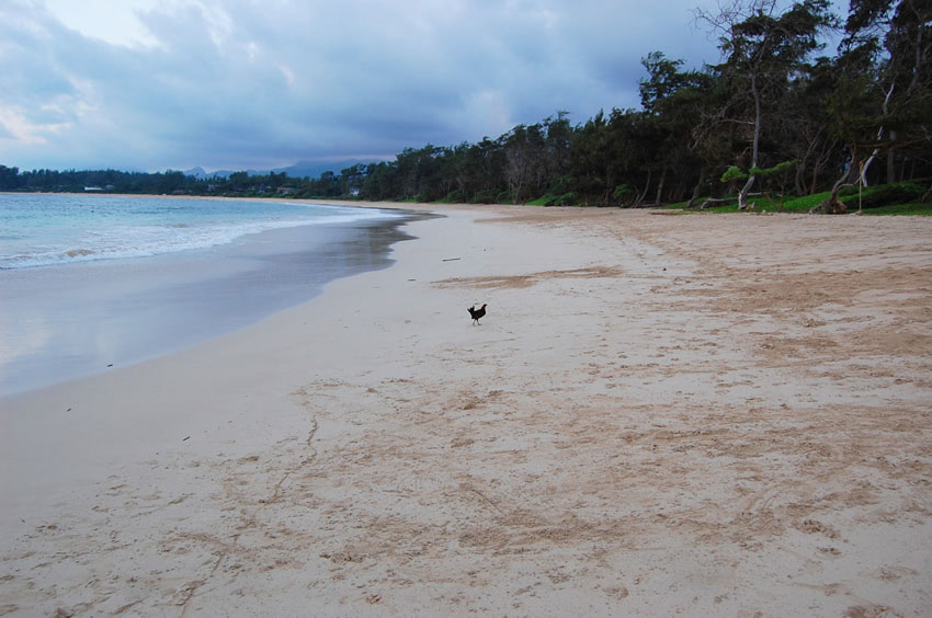 Malaekahana Bay 09
