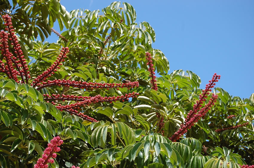 Beach Flora