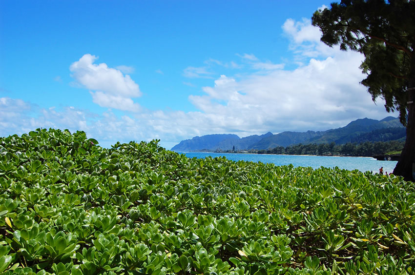 Beachfront Naupaka