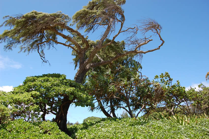 Beachfront Tree