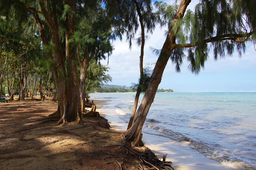 Beachfront Trees