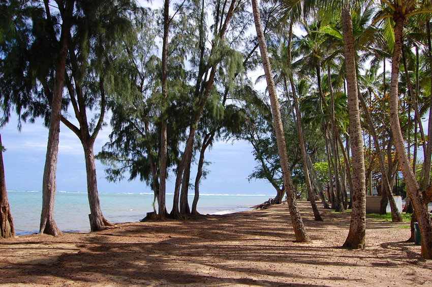 Park with Many Trees