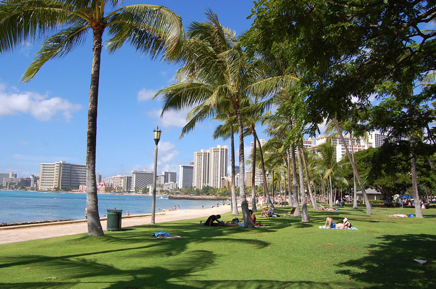 Palm Trees in the Park
