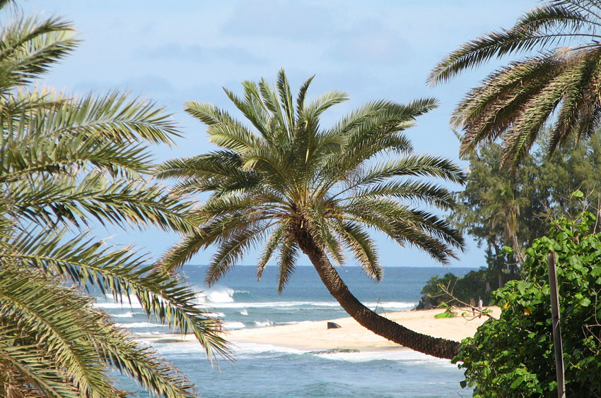 Palm Trees Frame the Beach