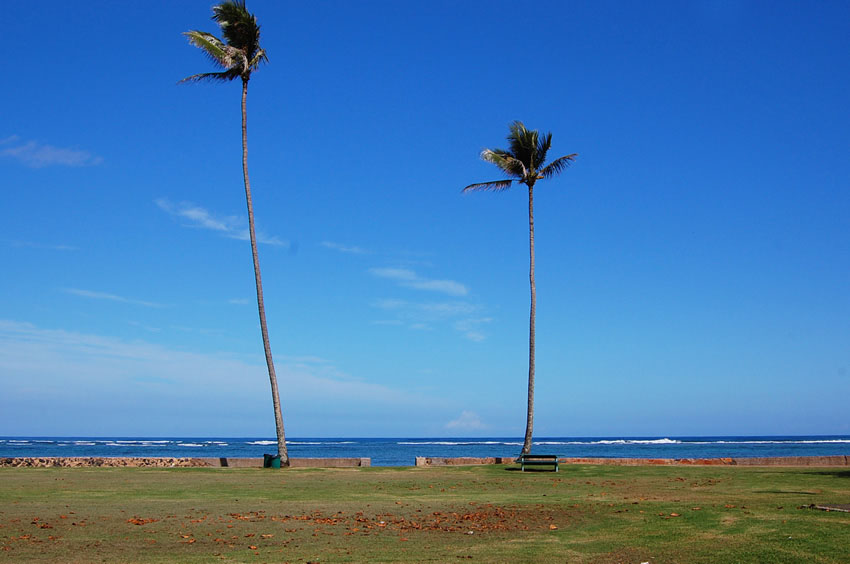 Beach Park Palm Trees