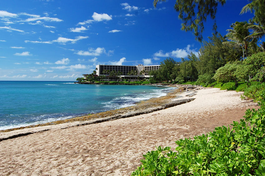 Beachfront Vegetation