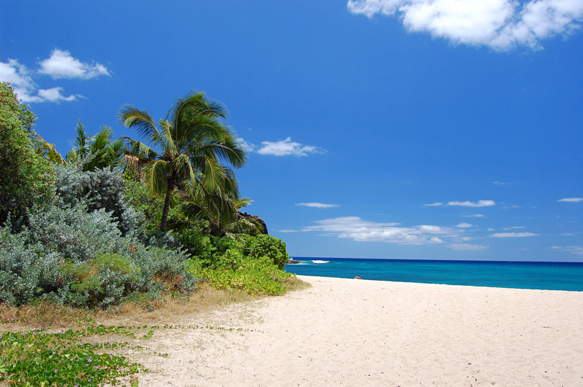 Tropical Scenery