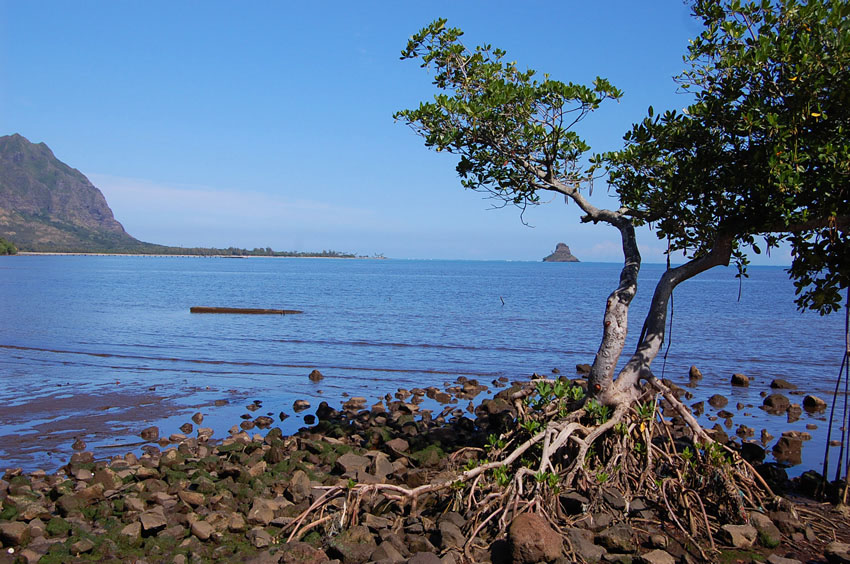 Lonely Tree