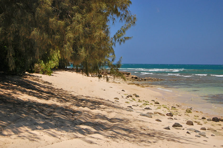 Beachfront Ironwood Trees