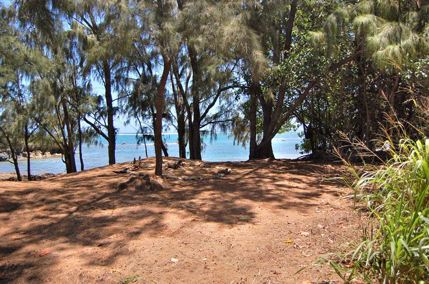Ironwood Trees Forest