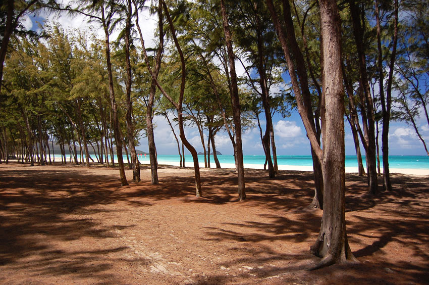 Park Trees